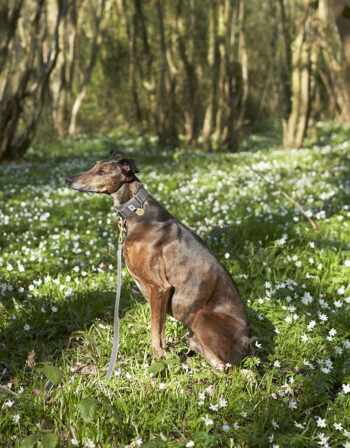 WHIPPET MARTINGALE COLLAR